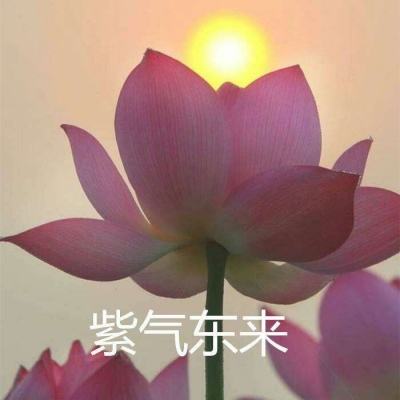 王国kingdom手机游戏下载